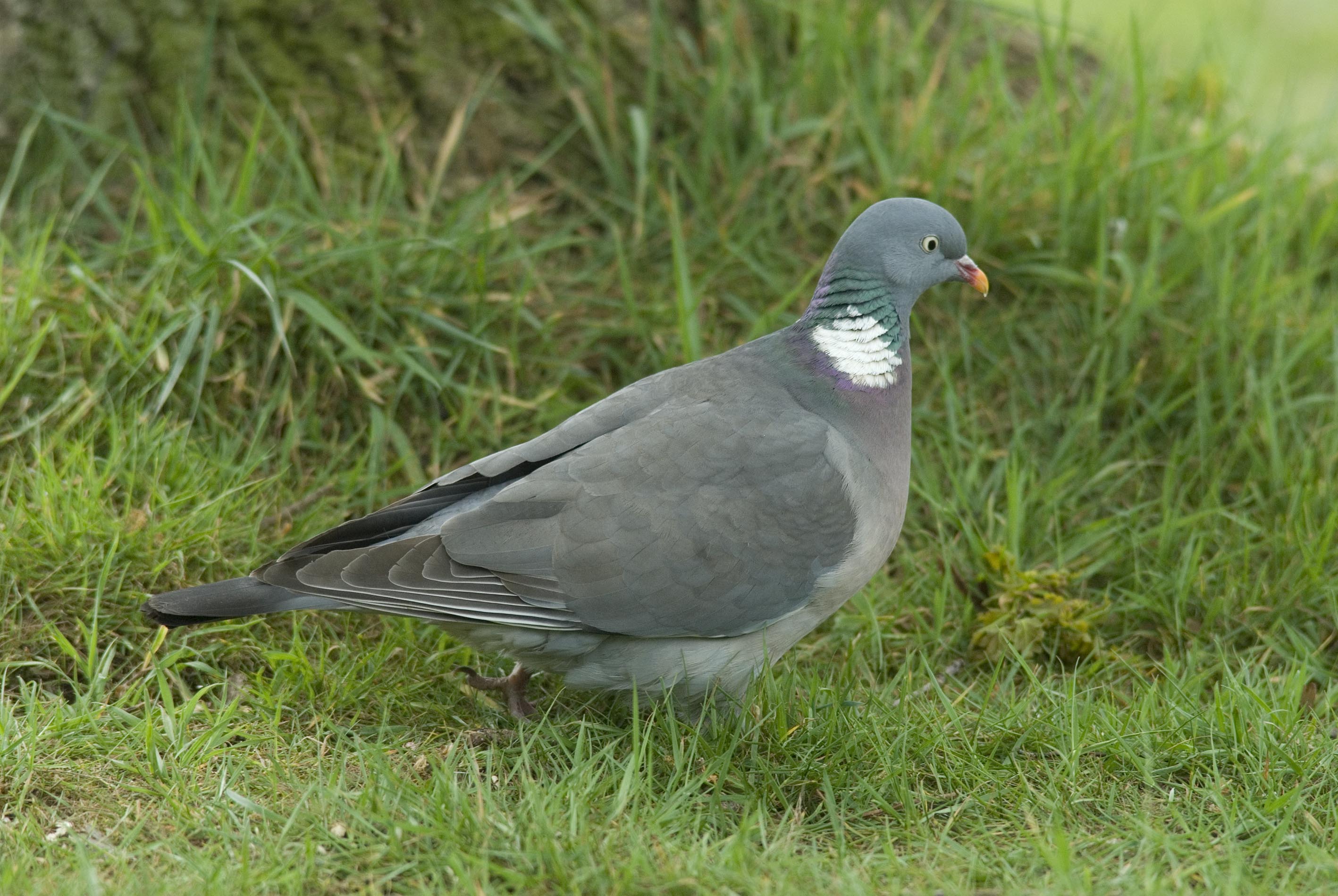 Rabbit control,Fox control,Deer control herts hertfordshire essex camb beds